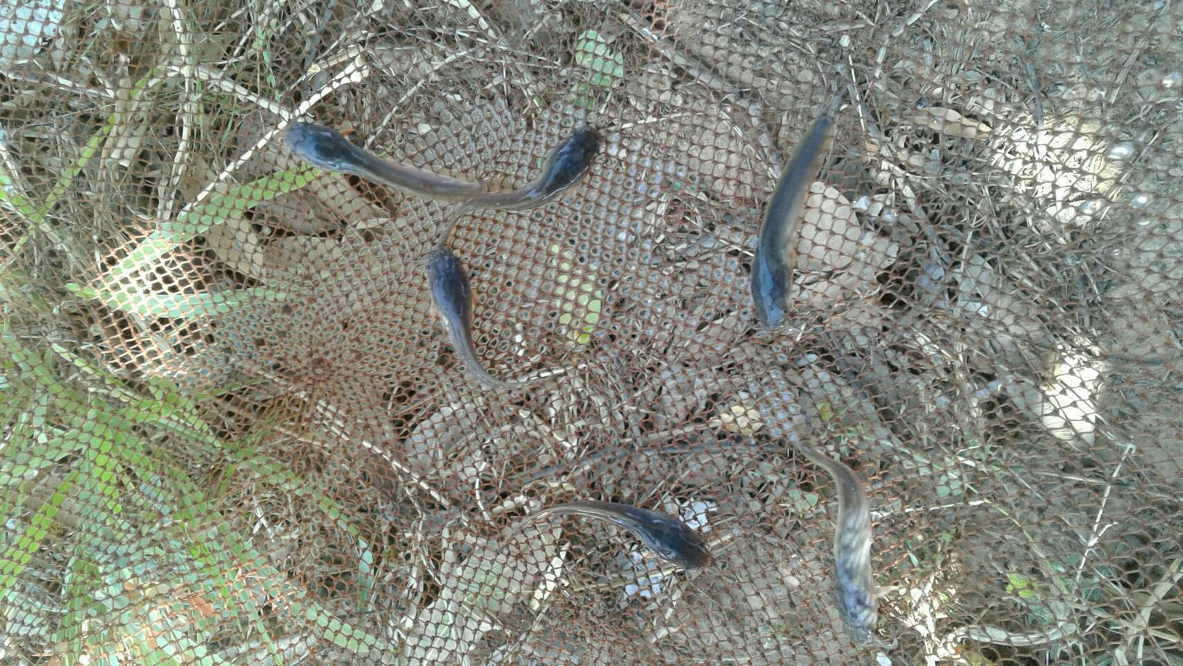 ฉาวอีกโครงการ 9101 อำเภอนาคู 