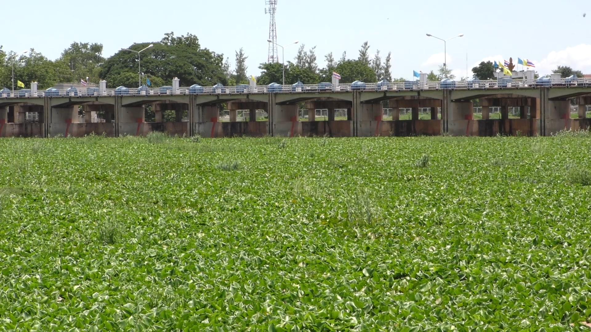 งาบงบฯ 'ผักตบชวา-น้ำท่วม'