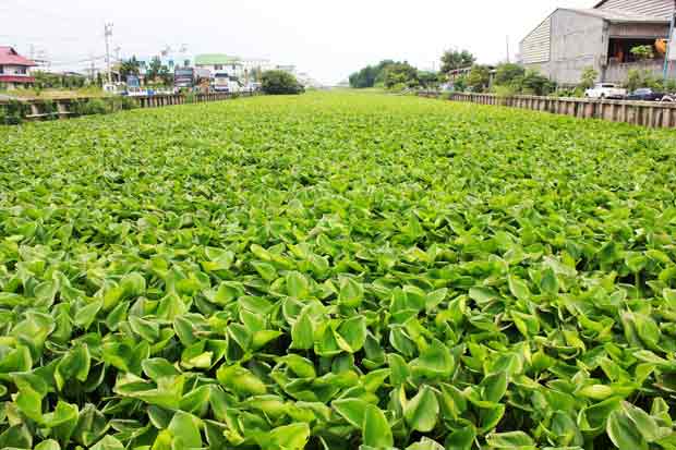 งบกำจัดผักตบส่งกลิ่น สตง.ลุยสอบ