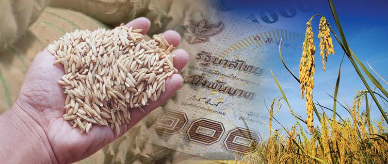 เปิดโปงปัญหาการระบายข้าวยุคยิ่งลักษณ์