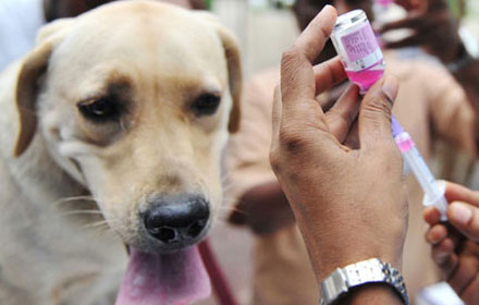 ซัด 'อปท.' ซื้อวัคซีนพิษสุนัข แฉทุจริตบรรจุน้ำเกลือแทน