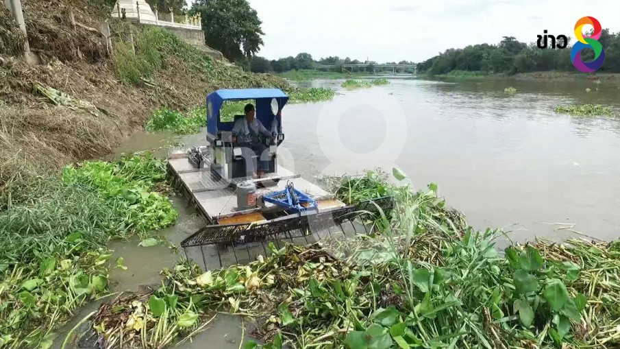 ฮือฮางบกำจัดผักตบ 